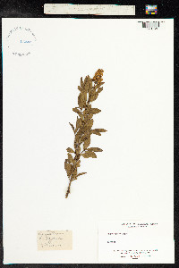 Ligustrum vulgare image