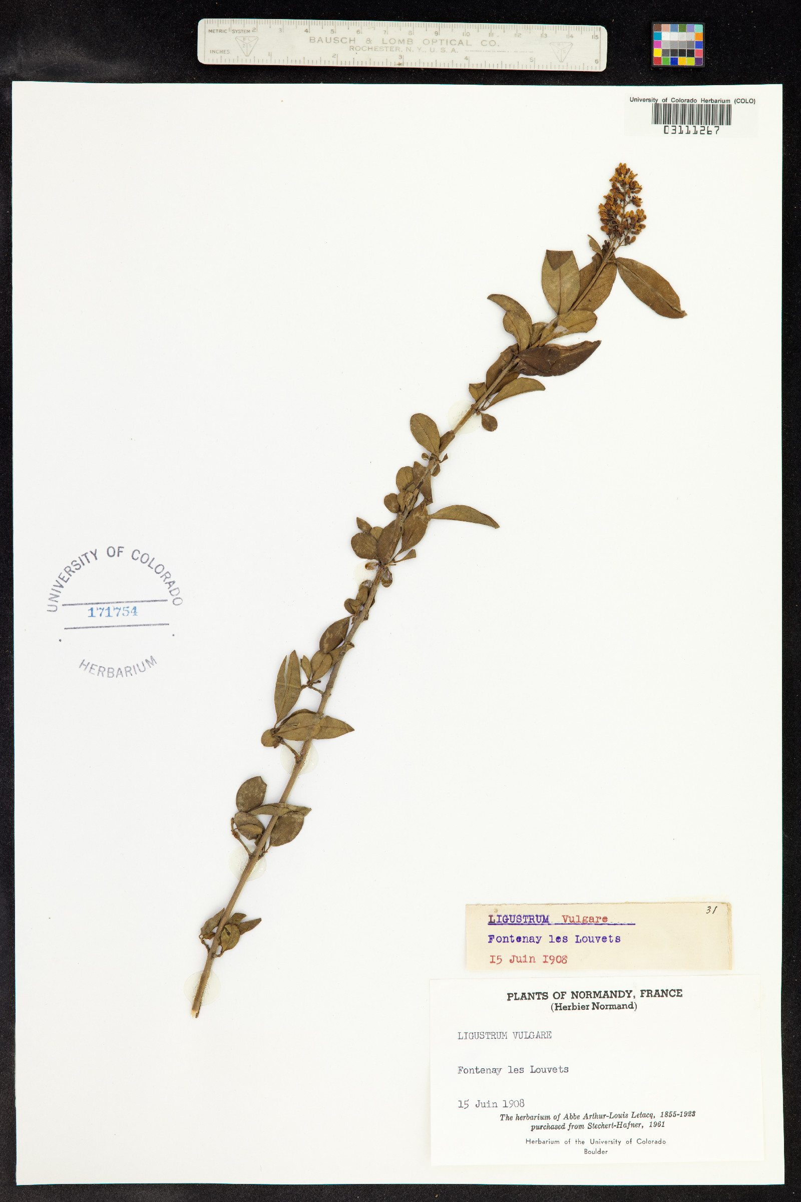 Ligustrum vulgare image