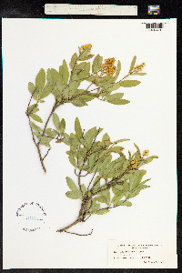 Ligustrum vulgare image