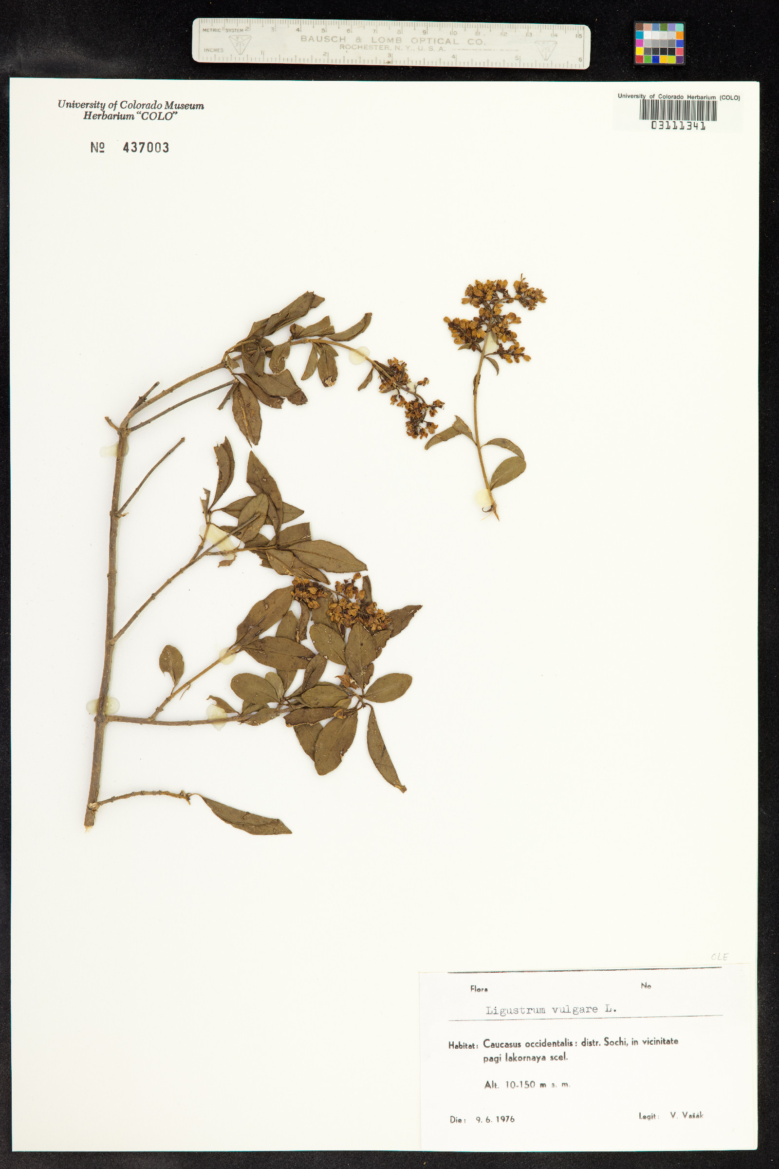 Ligustrum vulgare image