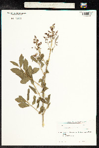 Ligustrum vulgare image