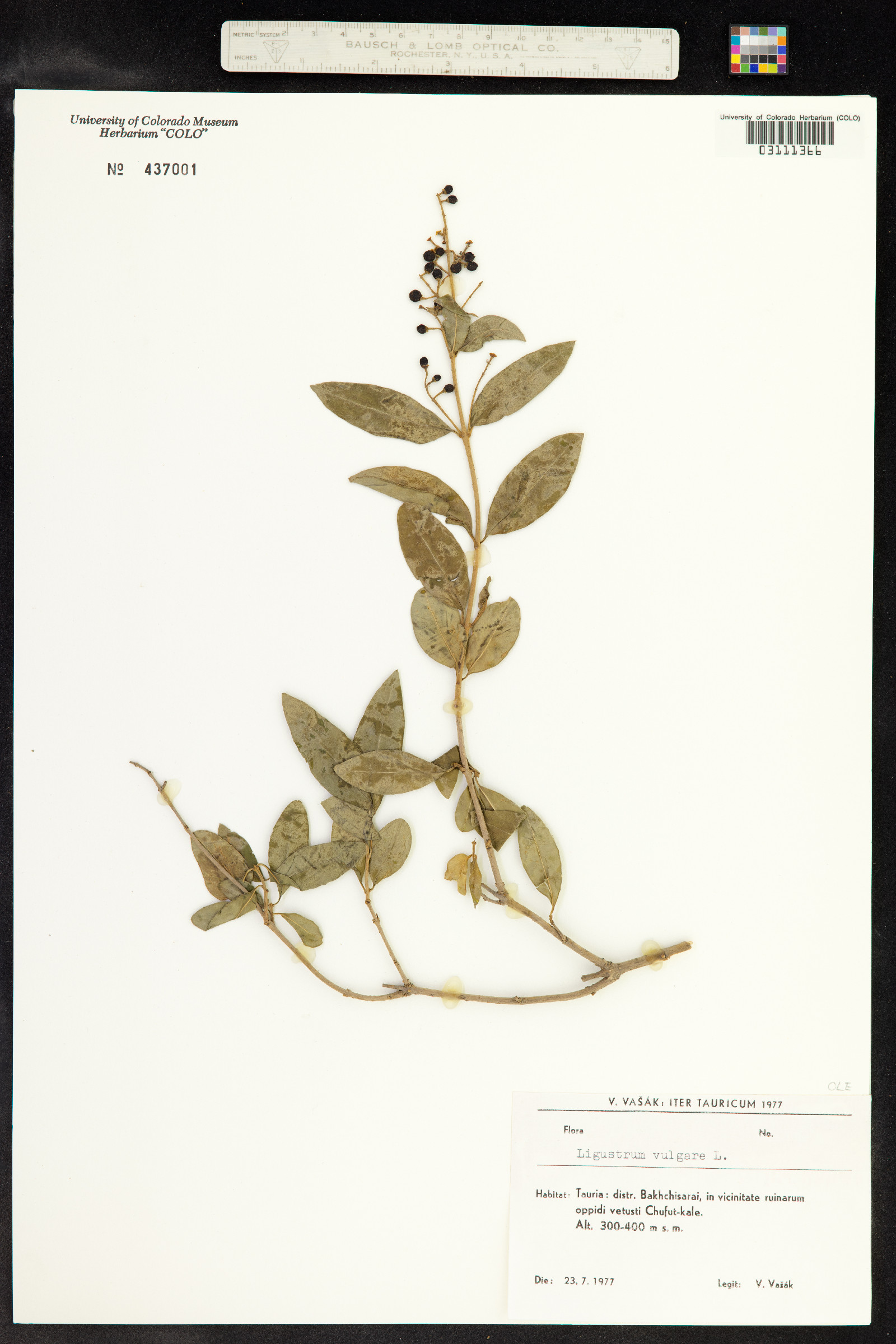 Ligustrum vulgare image