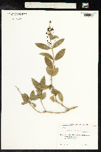 Ligustrum vulgare image