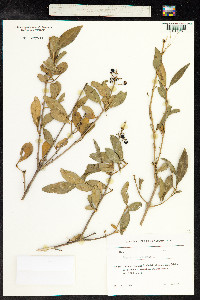 Ligustrum vulgare image