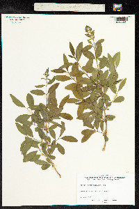Ligustrum vulgare image