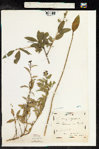 Ligustrum vulgare image