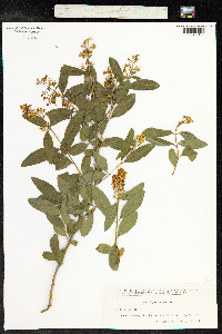 Ligustrum vulgare image