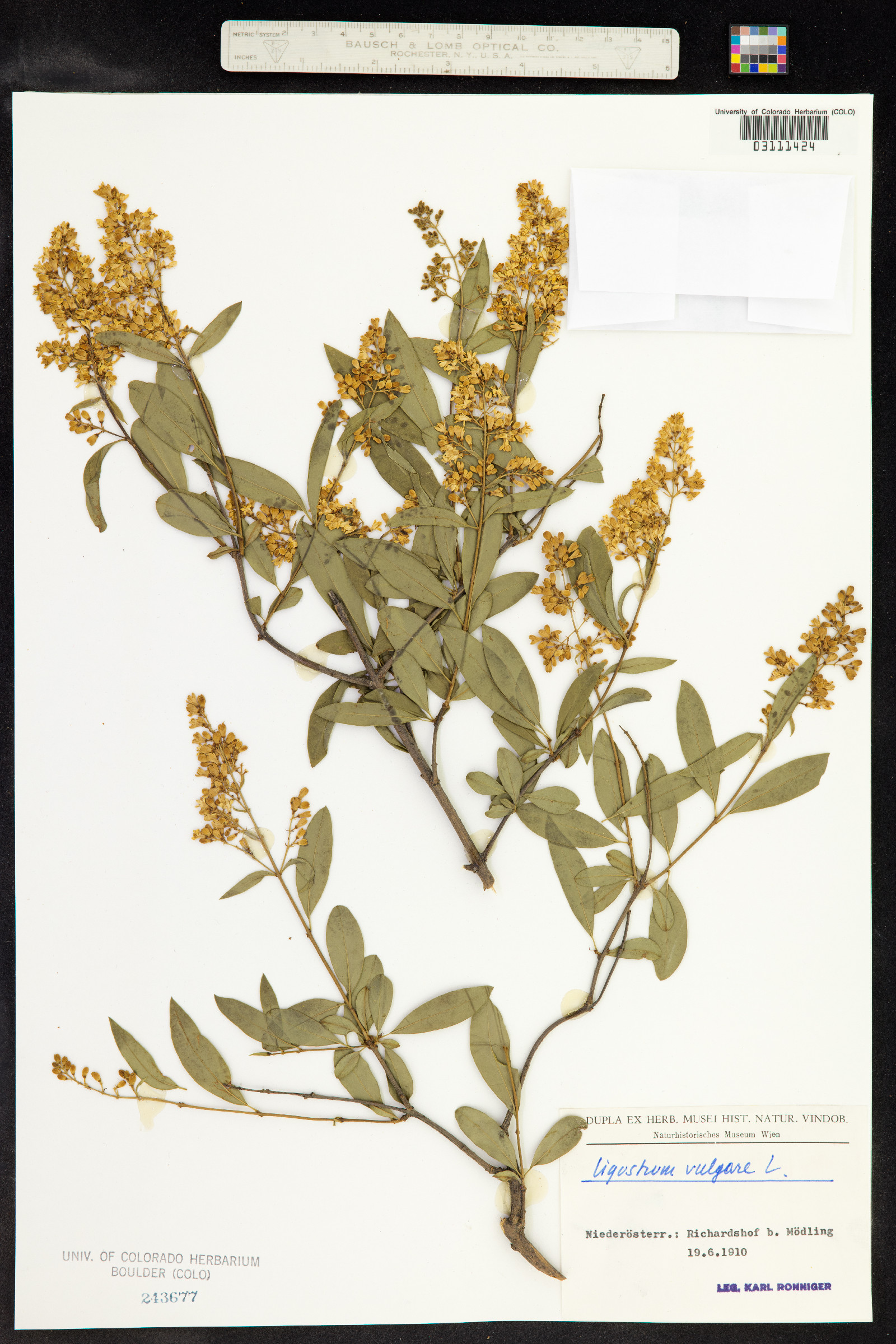 Ligustrum vulgare image