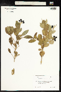 Ligustrum vulgare image