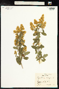 Ligustrum vulgare image