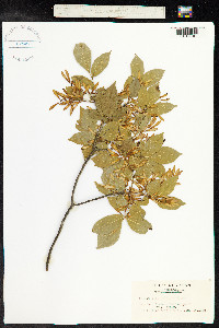 Image of Fraxinus sieboldiana