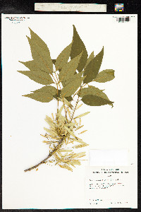 Image of Fraxinus uhdei
