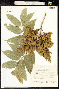 Image of Fraxinus mandshurica