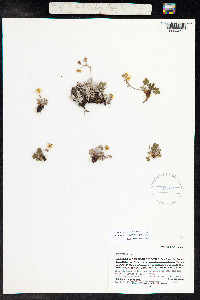 Potentilla concinna image