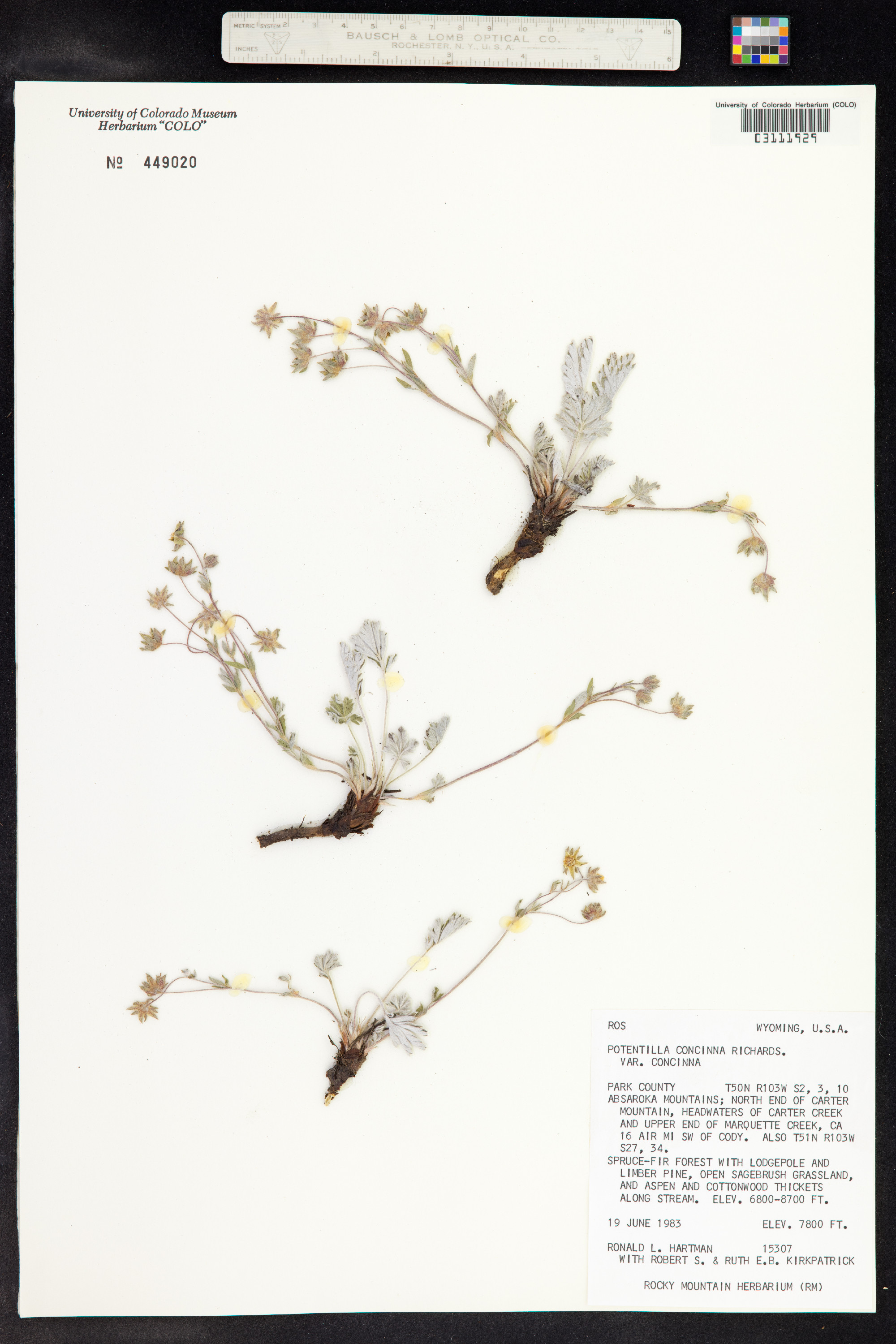 Potentilla concinna image