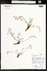 Potentilla concinna image