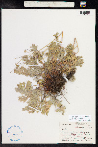 Potentilla breweri image