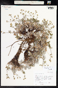 Potentilla nivea image