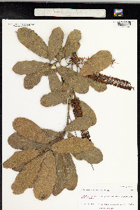 Image of Macadamia ternifolia