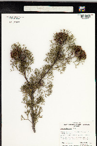 Image of Isopogon formosus