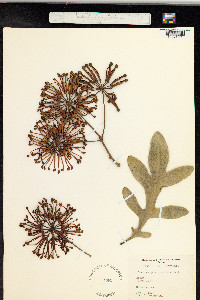 Image of Stenocarpus sinuatus