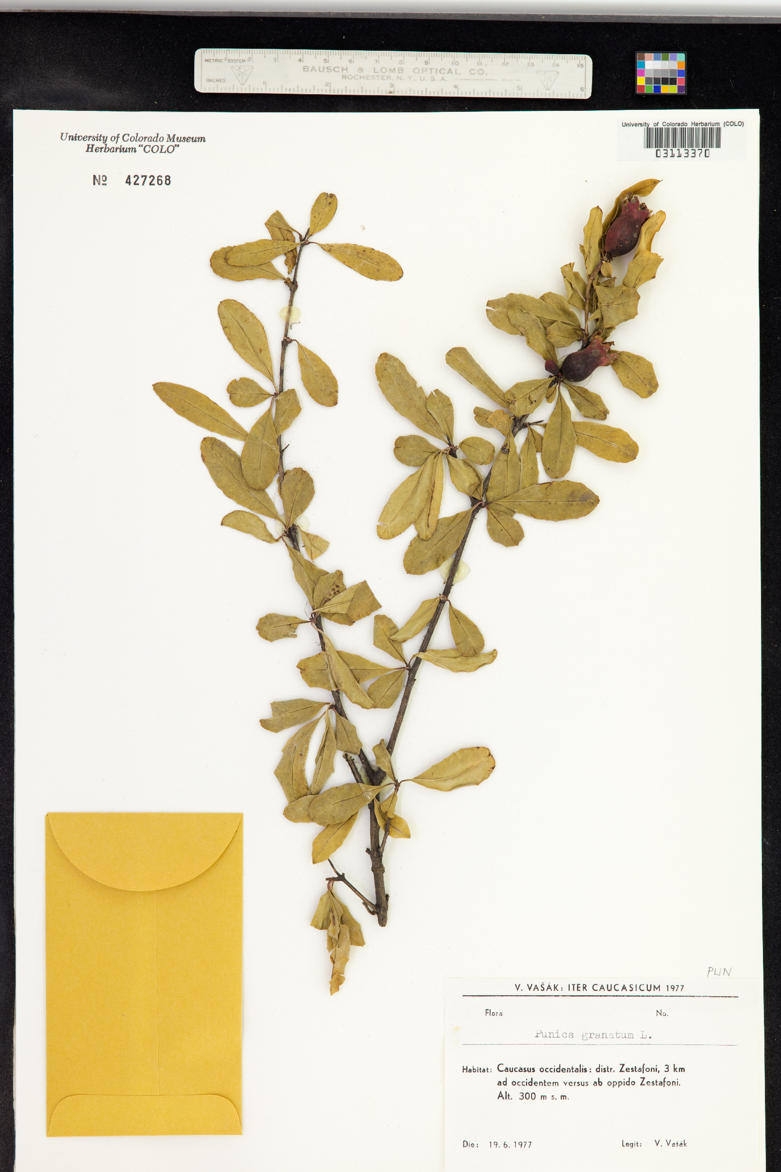 Punica granatum image