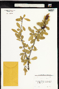 Punica granatum image