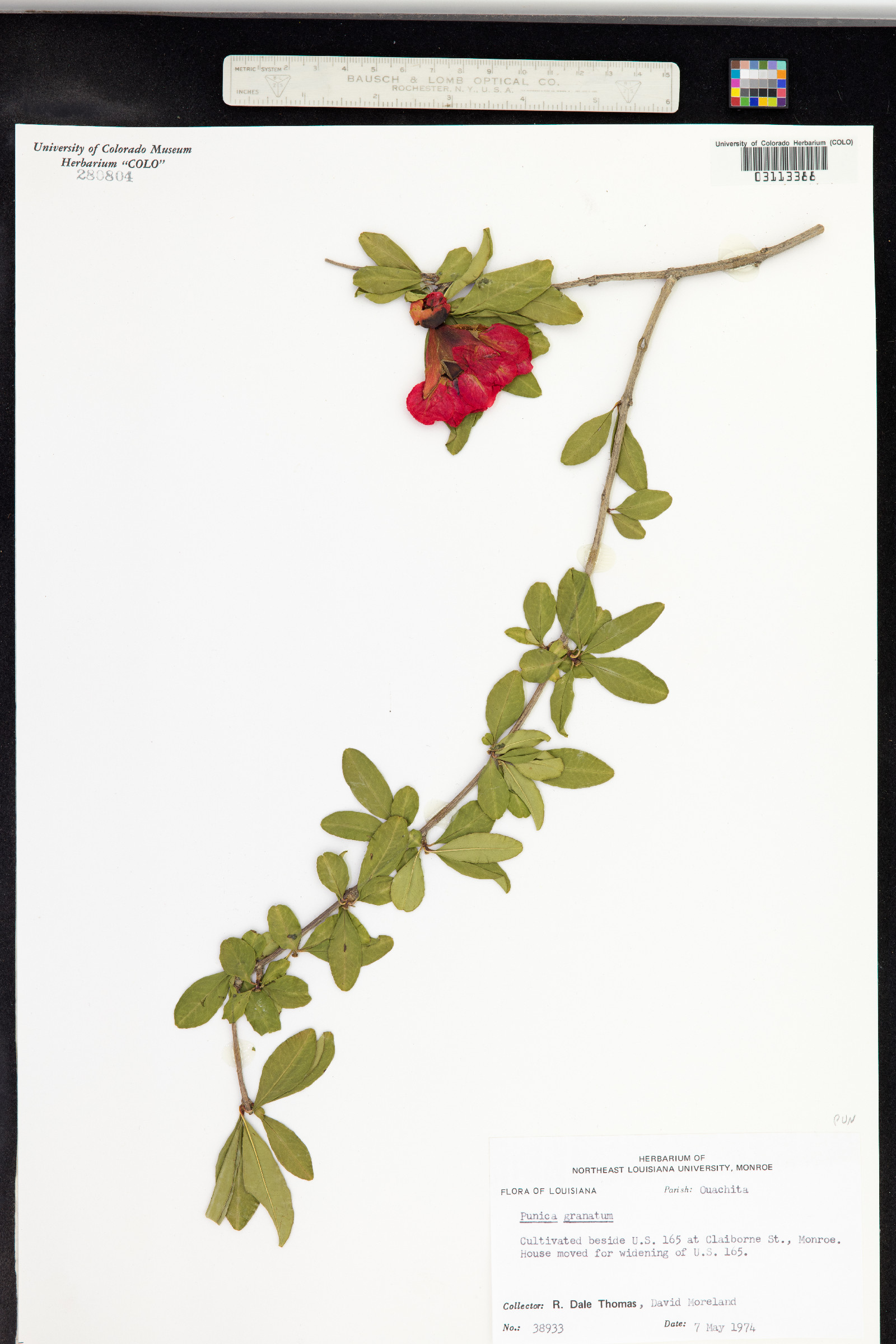 Punica granatum image