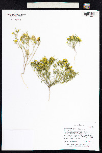 Pectis papposa image