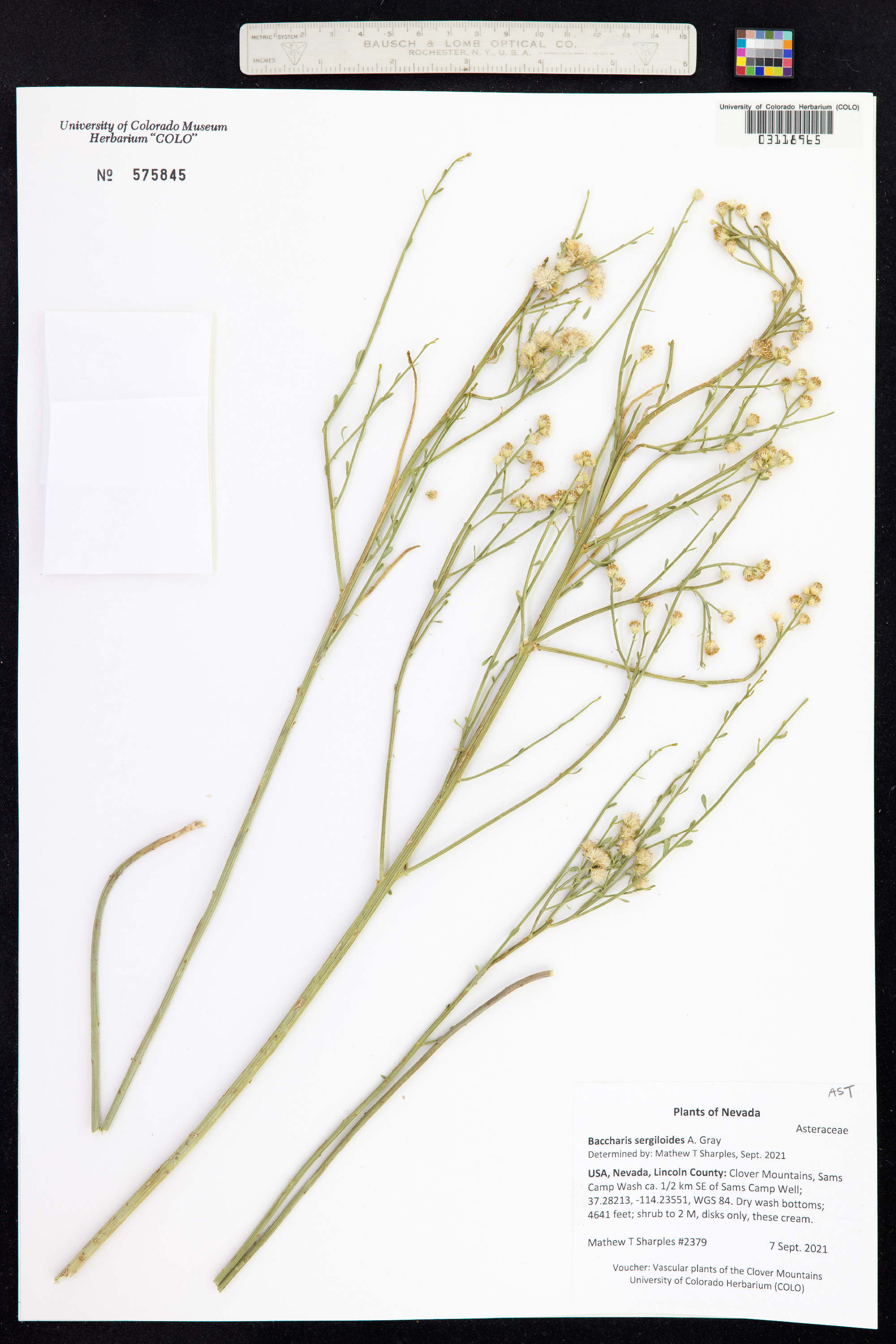 Baccharis image