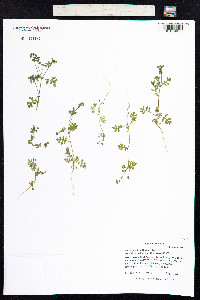 Eucrypta micrantha image