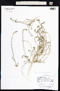 Kochia scoparia ssp. scoparia image