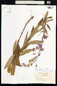 Chamerion angustifolium image