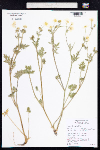 Ranunculus sardous image