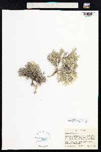 Phlox caespitosa image