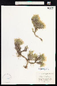 Phlox caespitosa image