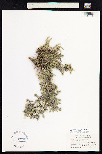 Phlox caespitosa image