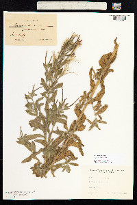 Epilobium hirsutum image