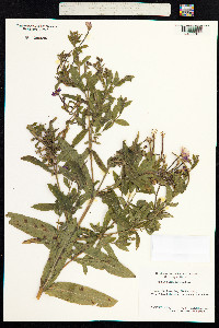 Epilobium hirsutum image