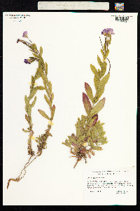 Epilobium hirsutum image