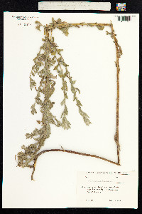 Epilobium hirsutum image