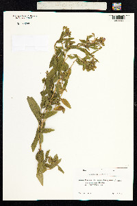 Epilobium hirsutum image