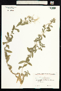 Epilobium hirsutum image