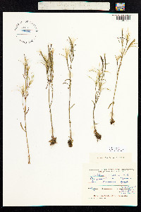Epilobium davuricum image