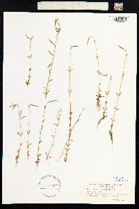 Epilobium davuricum image