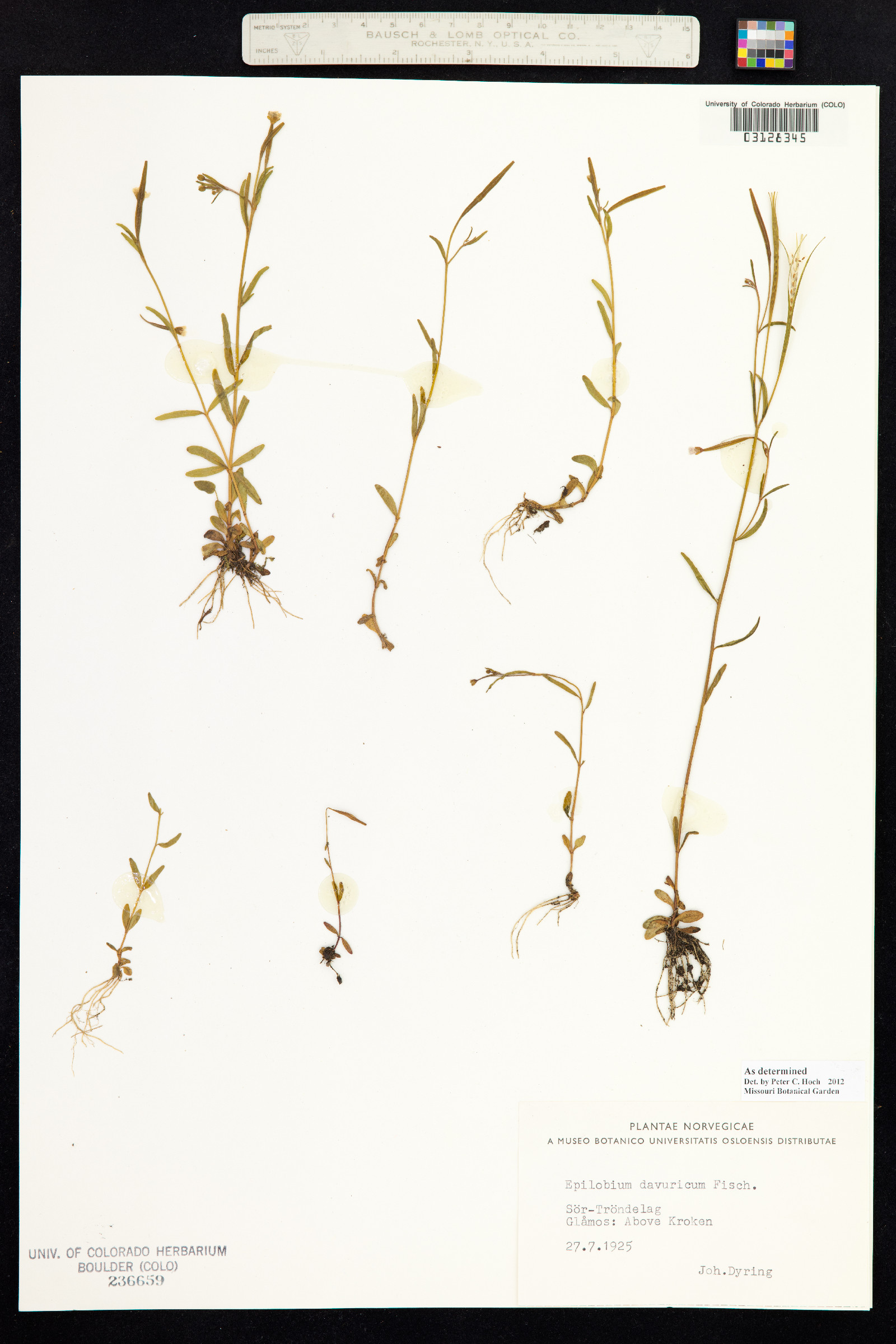Epilobium davuricum image