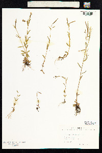 Epilobium davuricum image
