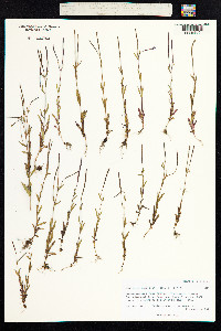 Epilobium davuricum image