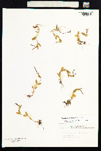 Epilobium anagallidifolium image