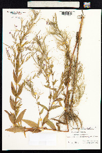 Epilobium ciliatum image